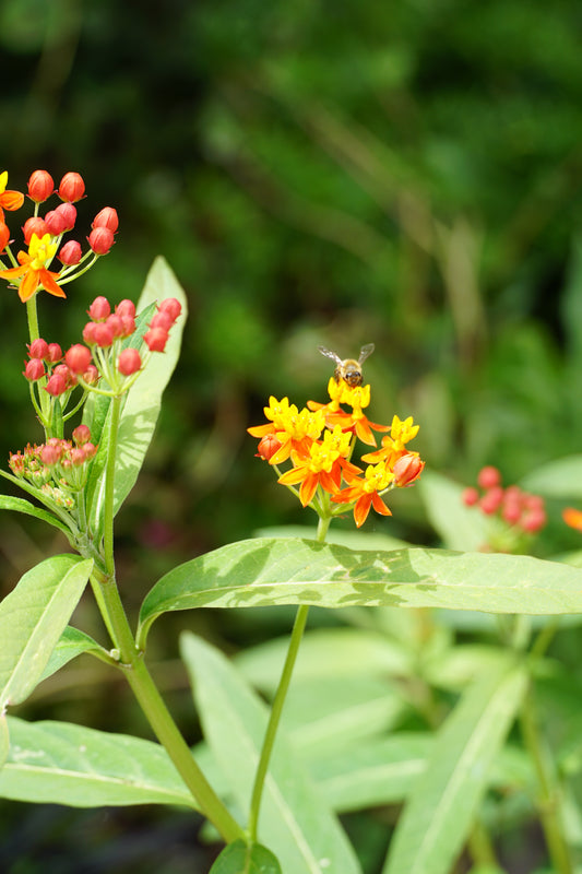Print - 24" x 36" - Bee on Beautiful Butterfly Bush Flower